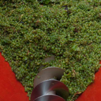 Weintrauben_Abkippwanne