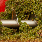 Weintrauben_Abkippwanne2